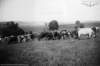 dsh_hist_056_small.jpg